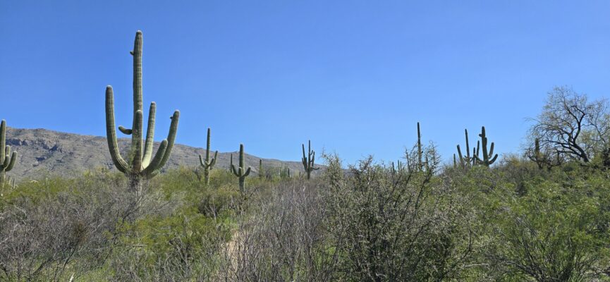 Saguaro National Park – Tucson, AZ