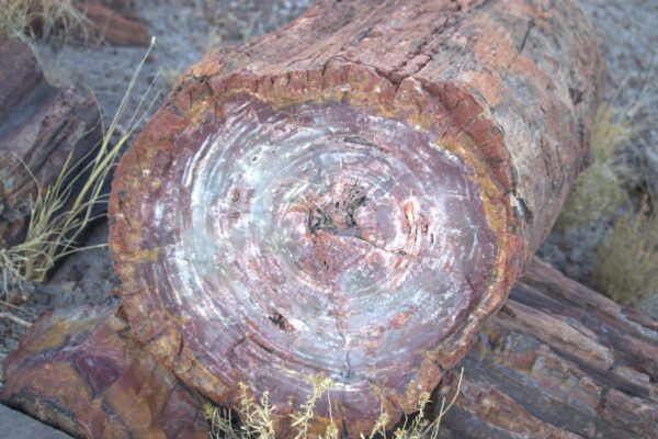 Petrified Forest National Park – Petrified Forest, AZ