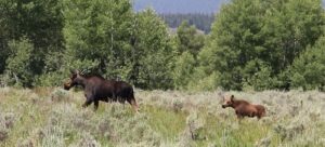 a mother moose and her young calf walking in field in front of the Teton Mountain range